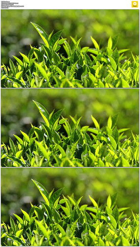 紅動中國 茶葉種植園的視覺美學(xué)與設(shè)計(jì)素材全覽