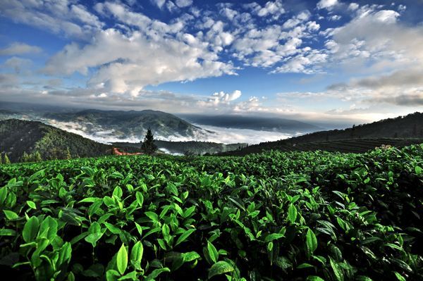 古樹茶 vs 臺地茶 一杯茶背后的生態(tài)、風(fēng)味與市場選擇